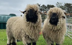 Glampods Glamping Pod - Meet Highland Cows And Sheep Elgin